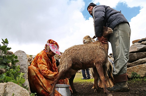 عشایر